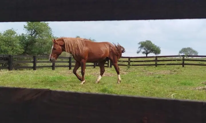 Cavalo Caramelo, símbolo das enchentes no RS, agora procura uma companheira