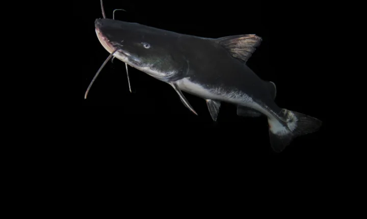 Extinção ameaça quase totalidade de peixes migratórios de água doce no mundo, aponta relatório global