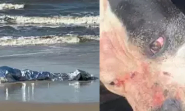 Homem m0rr3 após ser atacado por três pitbulls em praia do Litoral Norte do RS