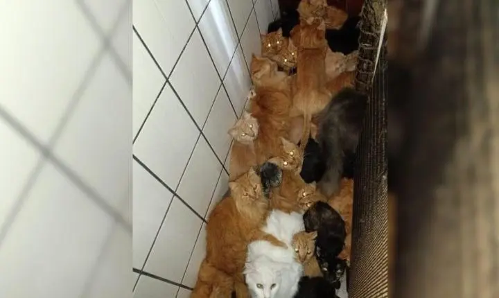 Mais de 400 gatos são encontrados em situação de maus-tratos dentro de apartamento em SC