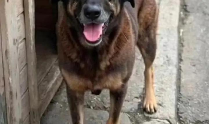 MPSC conclui que cão Orelha não foi morto por adolescentes após análise de quase 2 mil arquivos