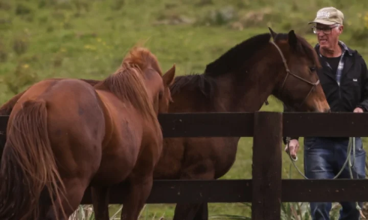 Namorada do cavalo Caramelo chega à Ulbra para reprodução do símbolo da enchente de 2024