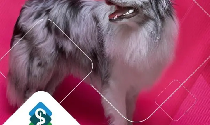 Outubro Rosa Pet: CRMV-RS alerta para sinais de câncer de mama em cães e gatos