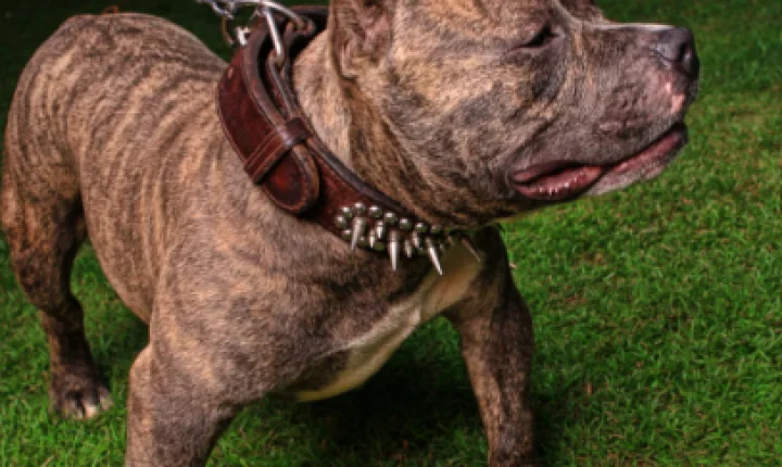 Pitbull invade pátio, ataca moradores e mata dois cães em Tramandaí
