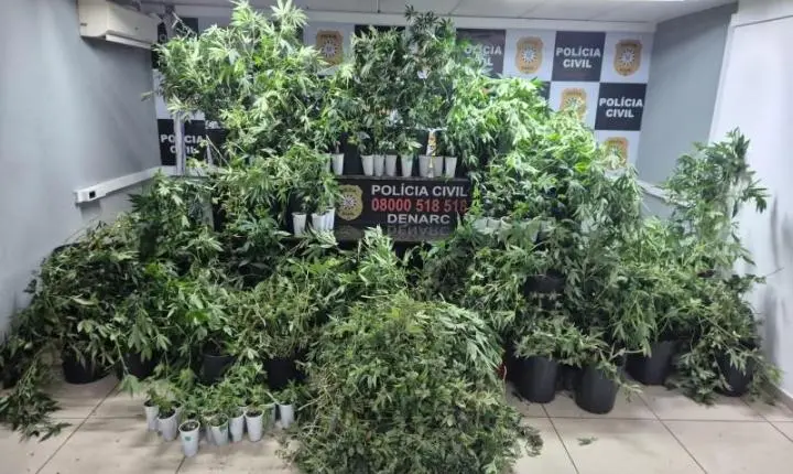 Polícia Civil apreende 88 pés de maconha e prende suspeito por tráfico em Porto Alegre