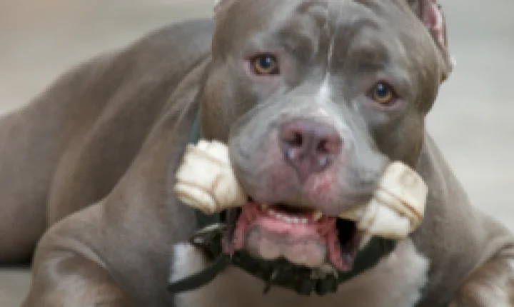 Projeto de lei prevê proibição da criação e venda de pitbulls em todo o Brasil