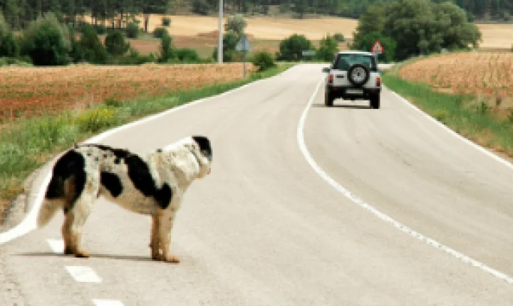 Projeto que prevê cassação da CNH por abandono de animais usando veículos é aprovado
