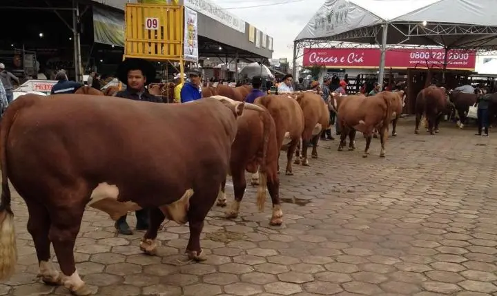 Recordes da Expointer dependem do trabalho rigoroso de veterinários e zootecnistas, destaca Conselho