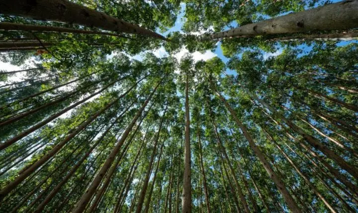 Relatório da CMPC aponta 425 mil hectares de áreas conservadas e remoção de 4,4 milhões de toneladas de CO₂