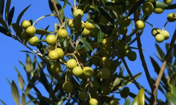 Rio Grande do Sul registra maior produção de azeite de oliva da história e ultrapassa 1,17 milhão de litros