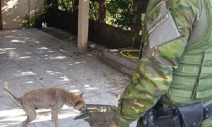 RS: homem é preso por maus-tratos contra cachorro em Torres