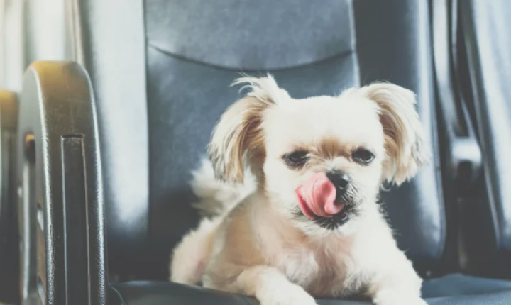 Senado aprova “Lei Joca”, que permite pets de até 50 kg na cabine de aviões