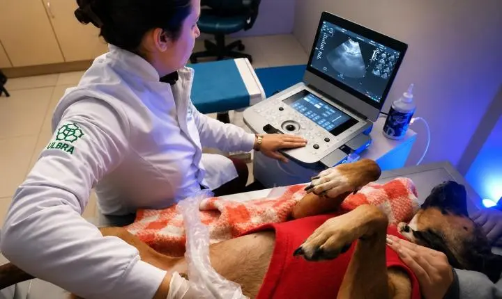 Ulbra investe R$ 800 mil em Hospital Veterinário e amplia estrutura para atendimento e ensino